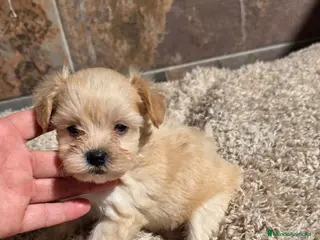 Maltipoo perros Maltipoo mintoy - Anuncio 2