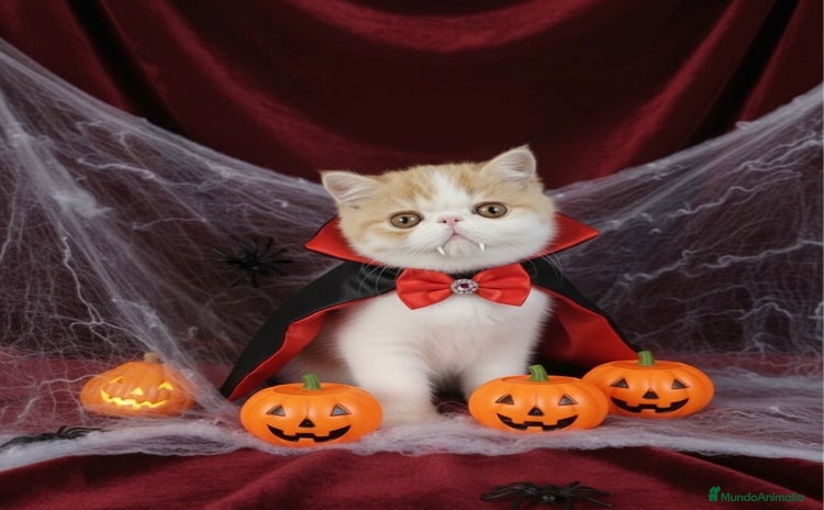 Exótico de Pelo Corto gatos - Anuncio 6