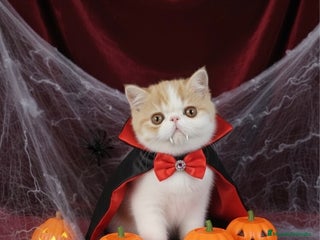 Exótico de Pelo Corto gatos - Anuncio 2