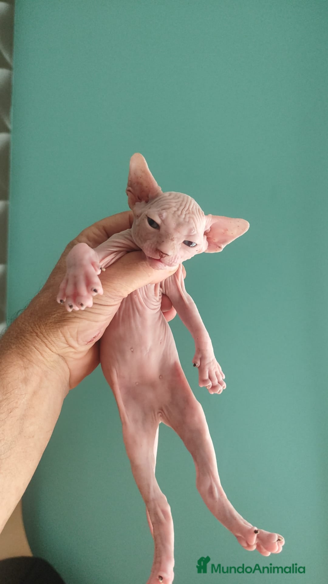 Británico de Pelo Corto gatos en venta: Sphynx calidad y selección  - Imagen 9