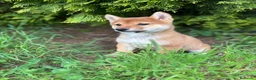 Shiba Inu perros en venta: Shiba Inu hembra disponible  - Anuncio 6