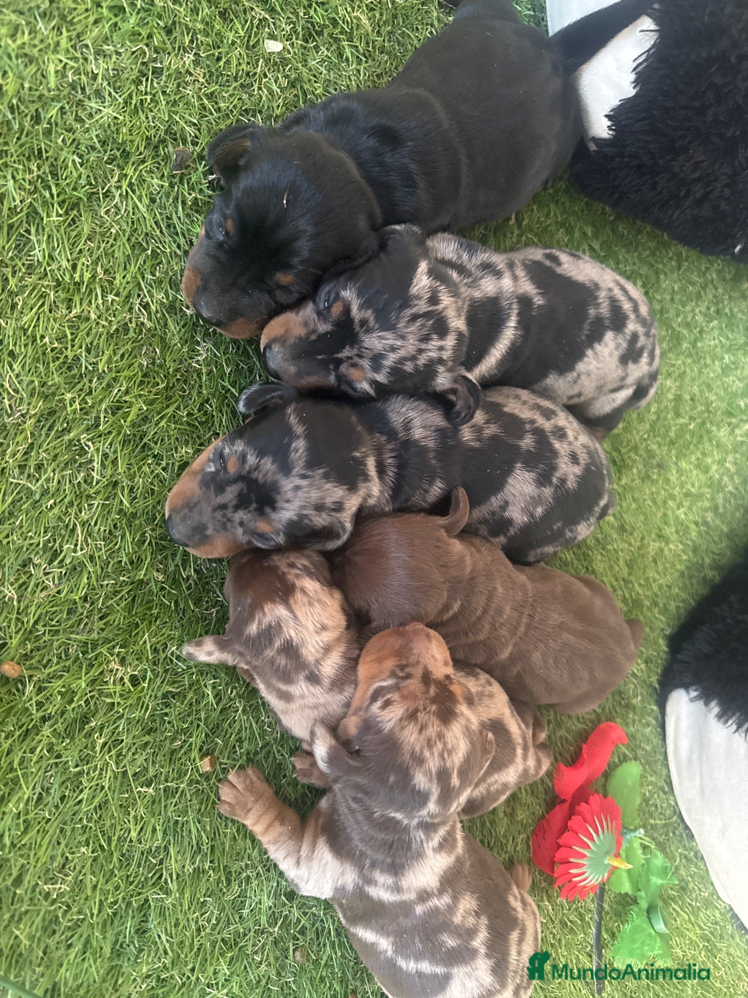Teckel Miniatura perros Venta Teckel  - Anuncio 2