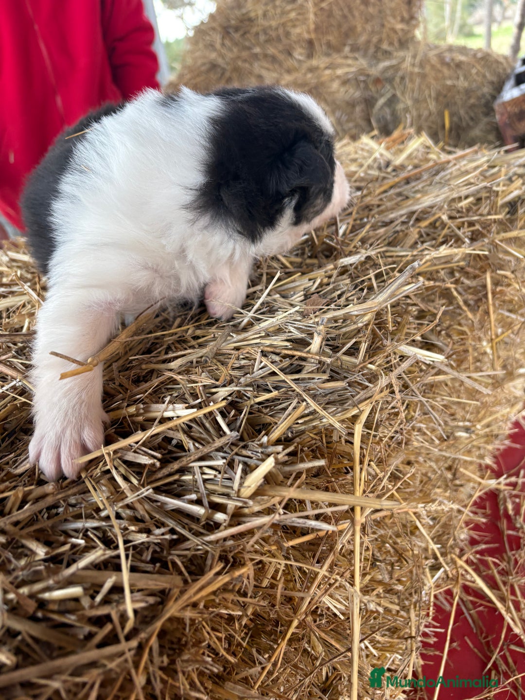 Border Collie perros en venta: Linda hembra de Border  collie  - Anuncio 14