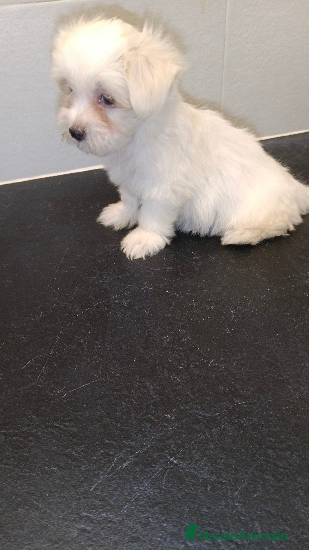 Bichón Maltés perros en venta: Macho bicho maltes  - Imagen 1