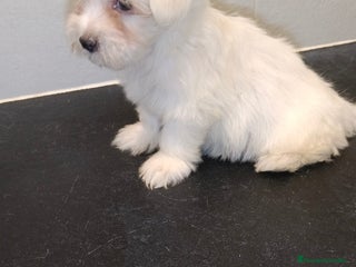 Bichón Maltés perros - Anuncio 18