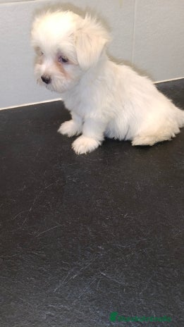 Bichón Maltés perros - Anuncio 16