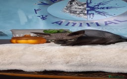 Sphynx gatos en venta: Gata sphinx hembra negra ojos verdes  - Imagen 3