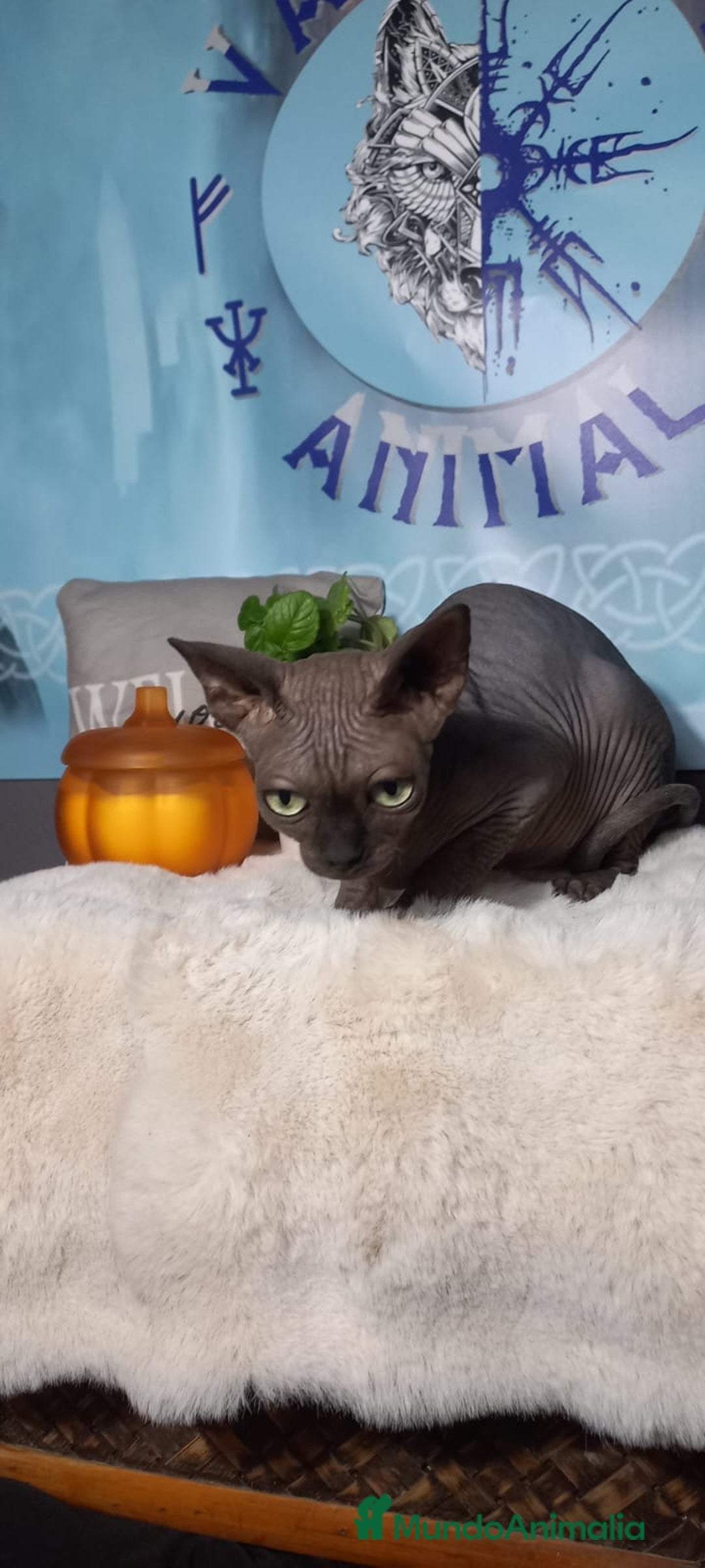 Sphynx gatos en venta: Gata sphinx hembra negra ojos verdes  - Imagen 3