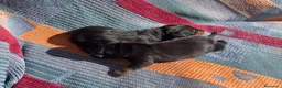 Teckel perros en venta: perro salchicha bebe en Madrid - Anuncio 14