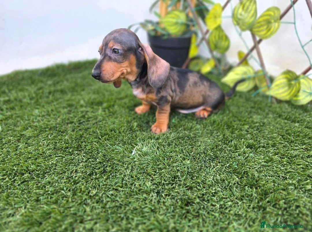 Teckel Miniatura perros en venta: TECKEL MINIATURA ARLEQUIN - Anuncio 4