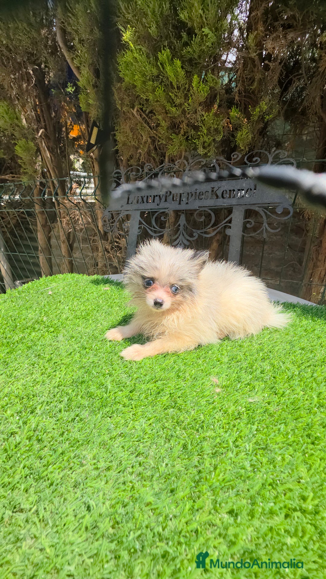 Pomerania perros en venta: Pomerania machos  - Imagen 4