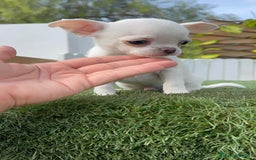 Chihuahua perros en venta: CHIHUAHUA MACHO - Imagen 3
