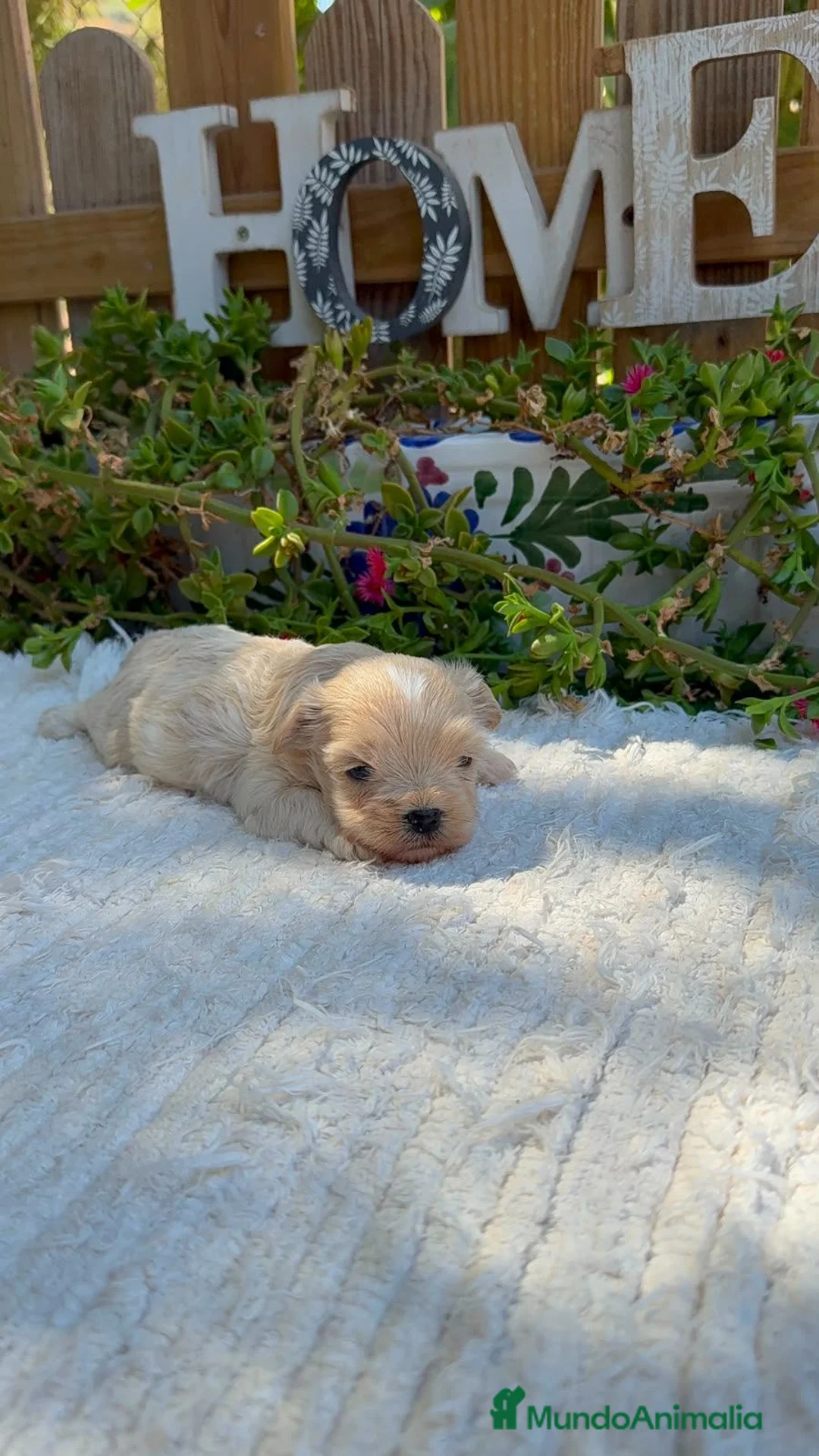 Maltipoo perros en venta: Maltipoo Toy Apricot Machos Disponibles  - Anuncio 2