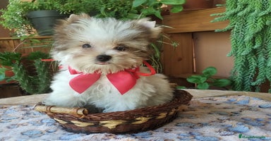 Yorkshire Terrier perros - Propaganda 16