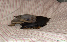 Ratón de Praga perros en venta: Raton de Praga  - Imagen 6