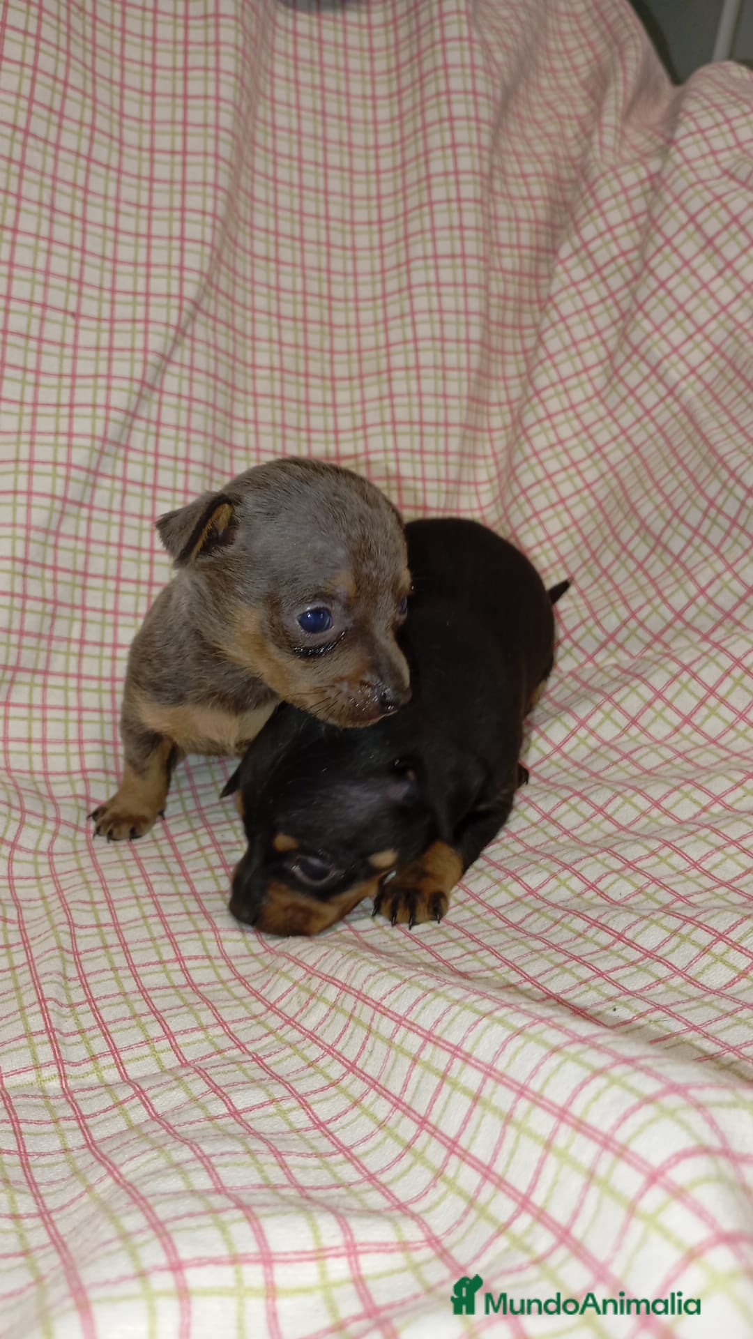 Ratón de Praga perros en venta: Raton de Praga  - Imagen 6
