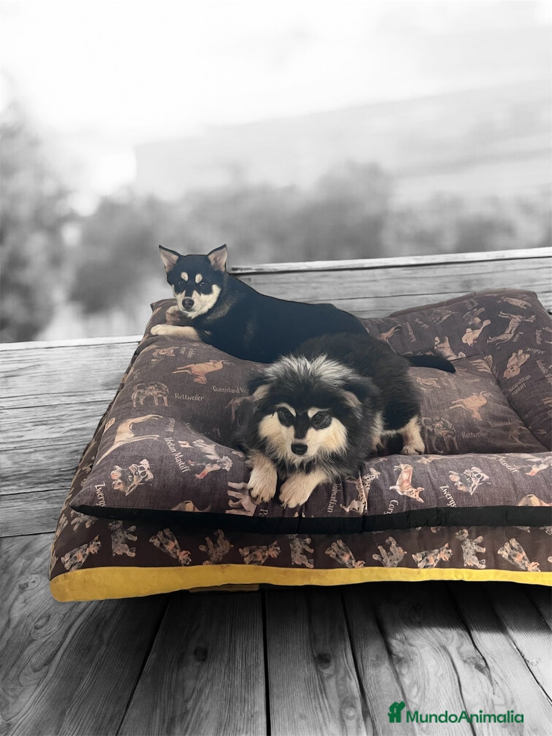 Pomsky perros en venta: Pomsky multigeneracional  - Anuncio 5