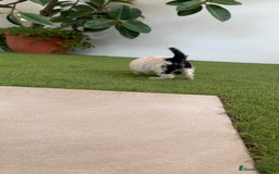 Perro de Agua Español perros en venta: PERRO DE AGUA ESPAÑOL HEMBRA - Imagen 11