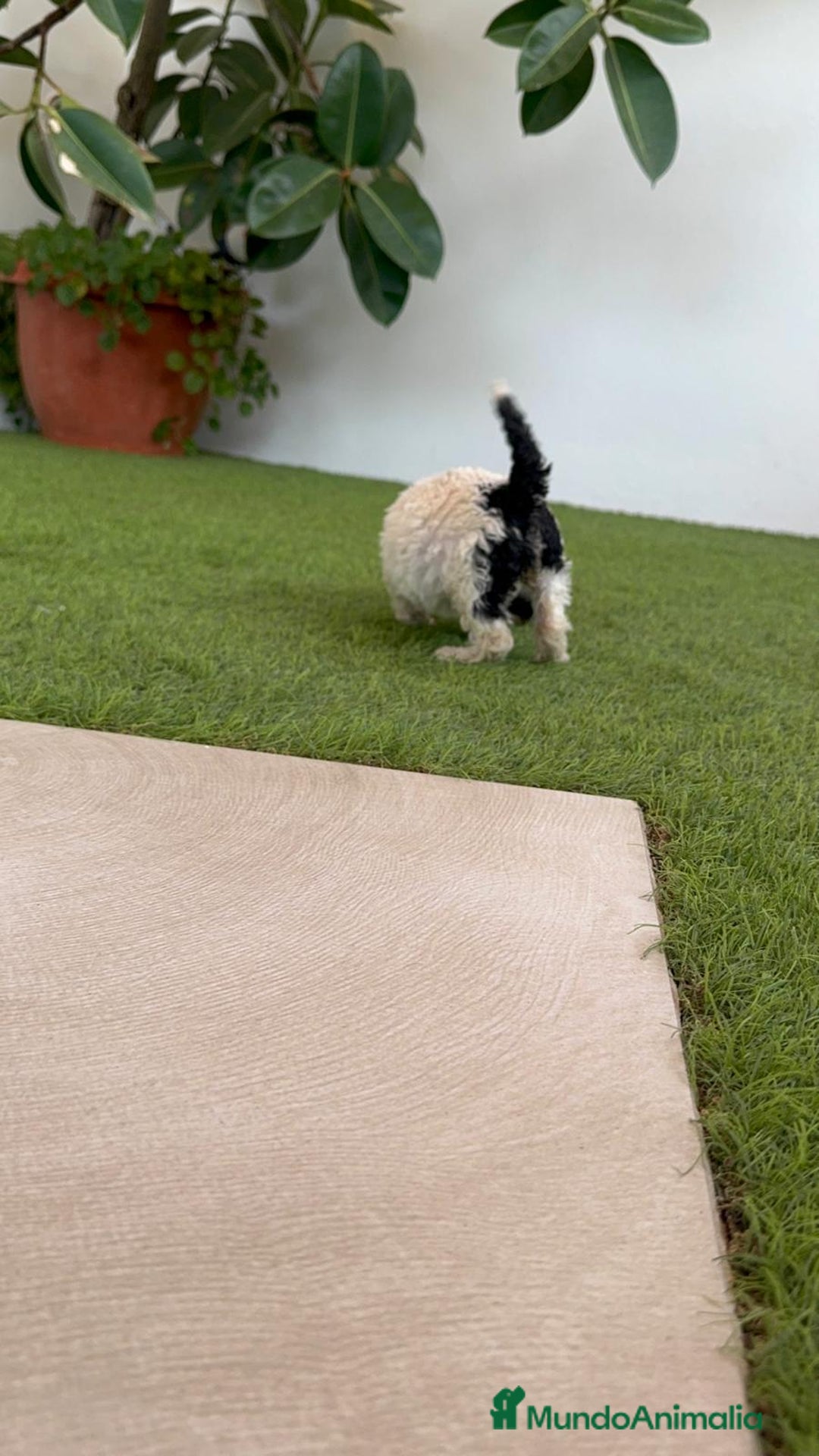 Perro de Agua Español perros en venta: PERRO DE AGUA ESPAÑOL HEMBRA - Imagen 11