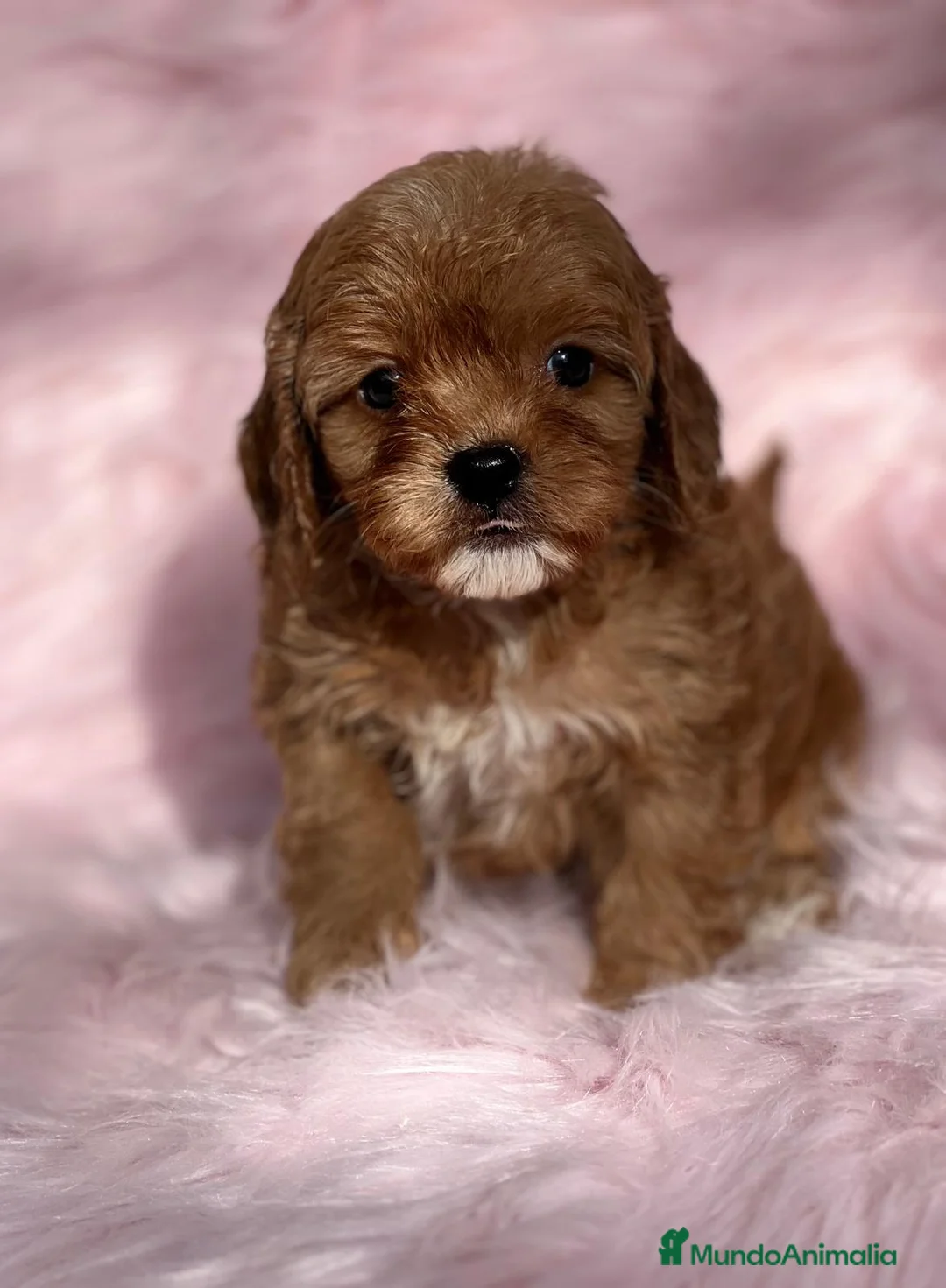 Cavapoo perros en venta: Cavapoo - Anuncio 6