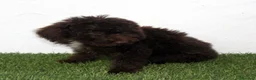 Perro de Agua Español perros en venta: Perro de Agua Español - Anuncio 8