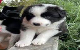 Border Collie perros en venta: BORDER COLLIE - Imagen 1
