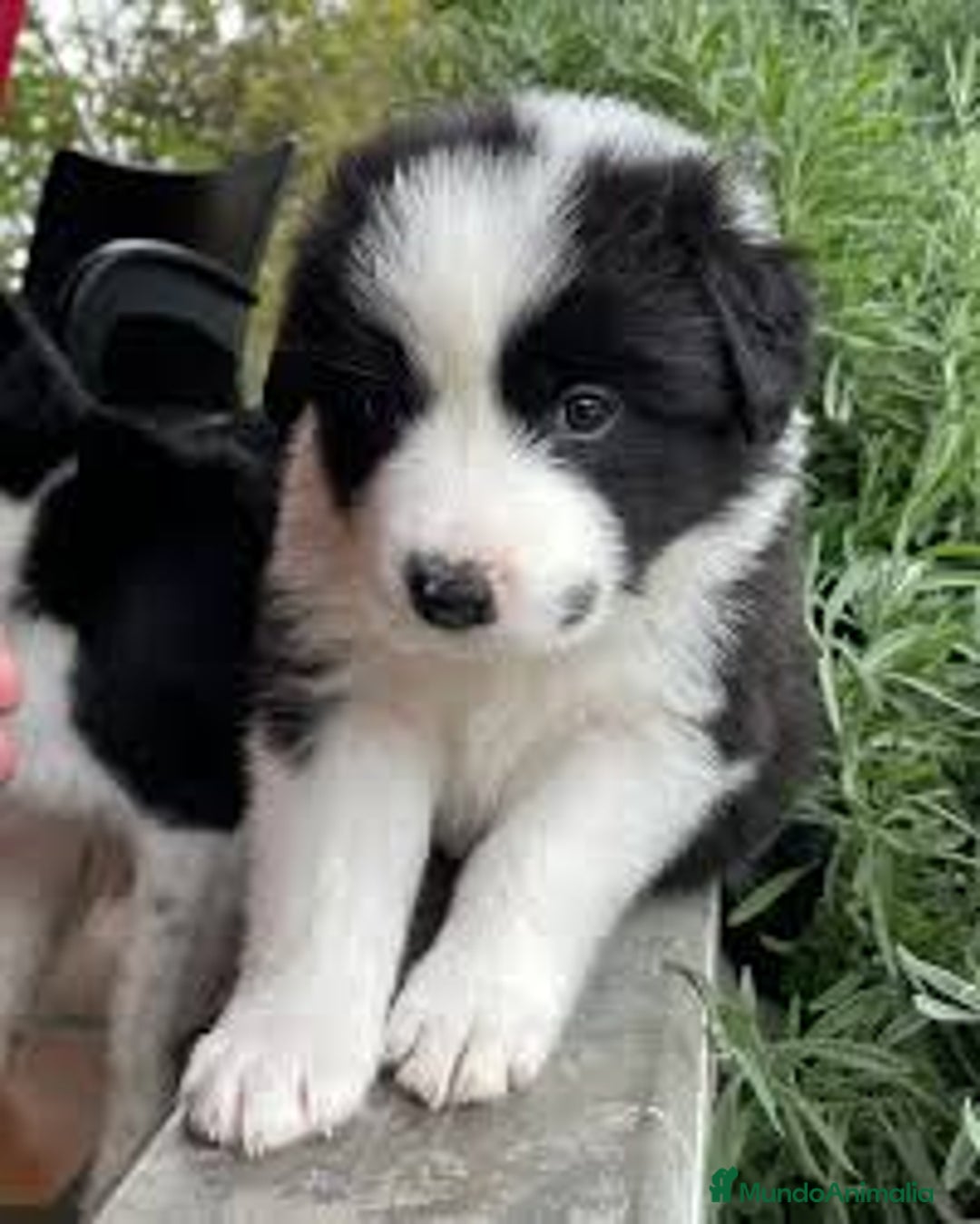Border Collie perros en venta: BORDER COLLIE - Imagen 1