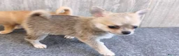 Chihuahua perros en venta: CHIHUAHUA MACHO - Anuncio 4