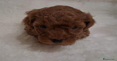 Caniche Toy perros Cachorros caniche toy rojos - Anuncio 4