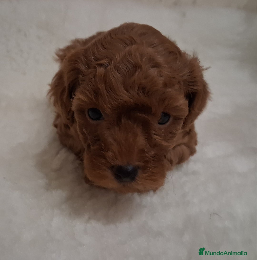 Caniche Toy perros en venta: Cachorros caniche toy rojos - Anuncio 3