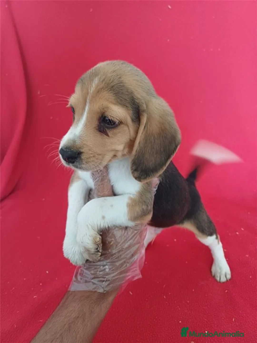 Beagle perros en venta: Beagle  - Anuncio 2