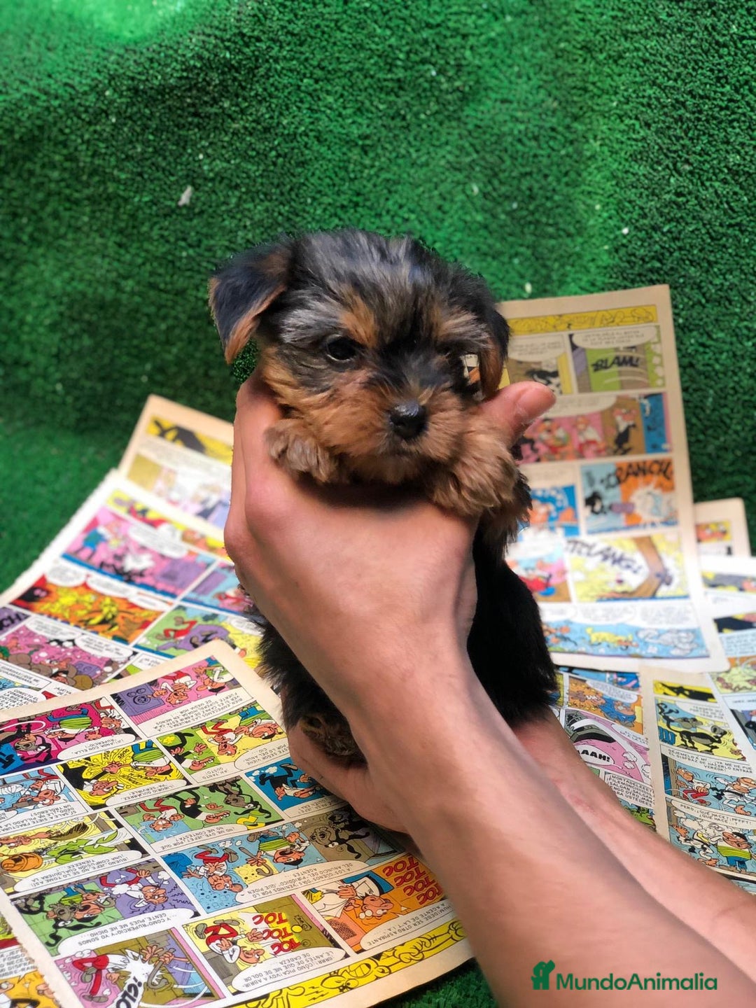 Yorkshire Terrier perros en venta: YORKSHIRE TOY /////////// VALENCIA - Anuncio 1