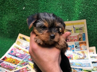 Yorkshire Terrier perros YORKSHIRE TOY /////////// VALENCIA - Anuncio 2