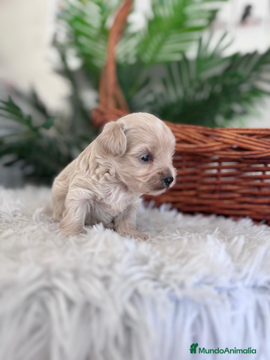 Maltipoo perros en venta: MALTIPOO MACHO - Imagen 6