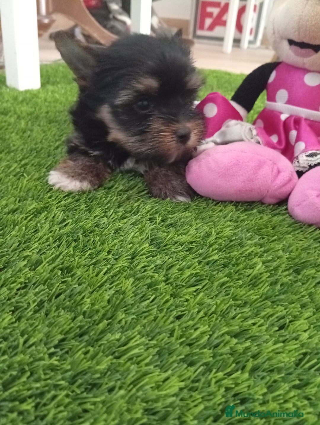 Yorkshire Terrier perros en venta: Precioso yorkshire mini toy  - Anuncio 3