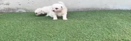 Bichón Maltés perros en venta: Bichon maltés🐶🐾 - Anuncio 1