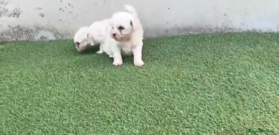 Bichón Maltés perros en venta: Bichon maltés🐶🐾 - Anuncio 1
