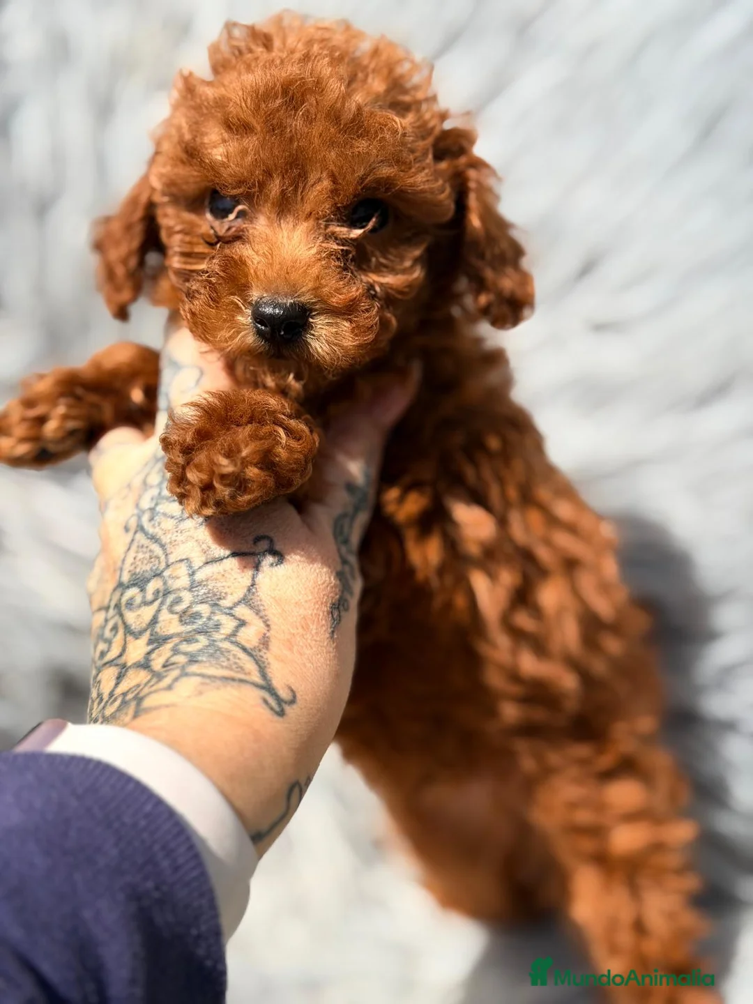 Caniche Toy perros en venta: CANICHE TOY ROJO INTENSO - Anuncio 2