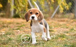 Beagle perros en venta: Beagle tricolor - Imagen 2