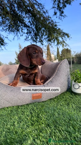 Teckel perros - Anuncio 7