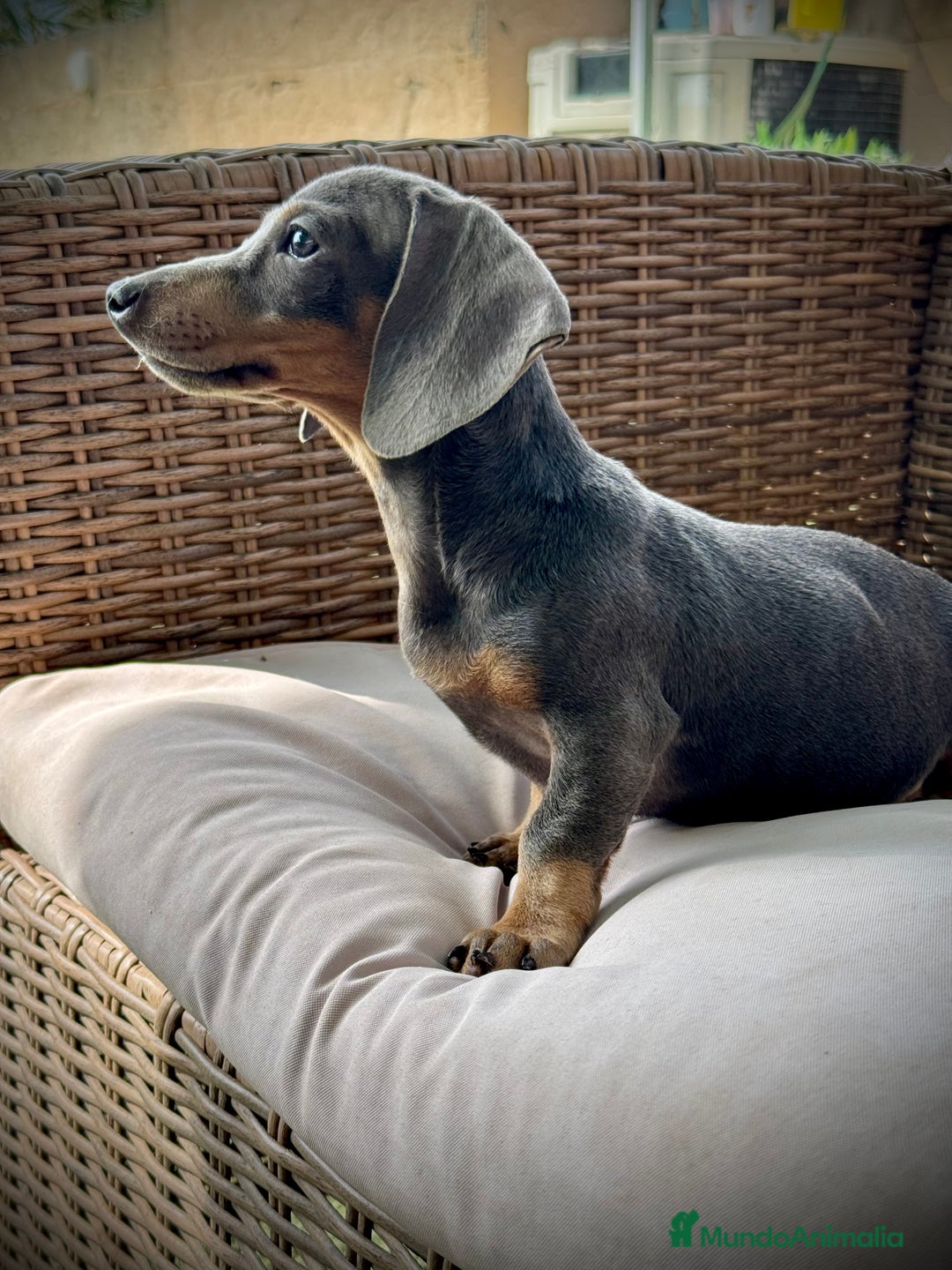 Teckel Miniatura perros en venta: Teckel miniatura  - Imagen 2