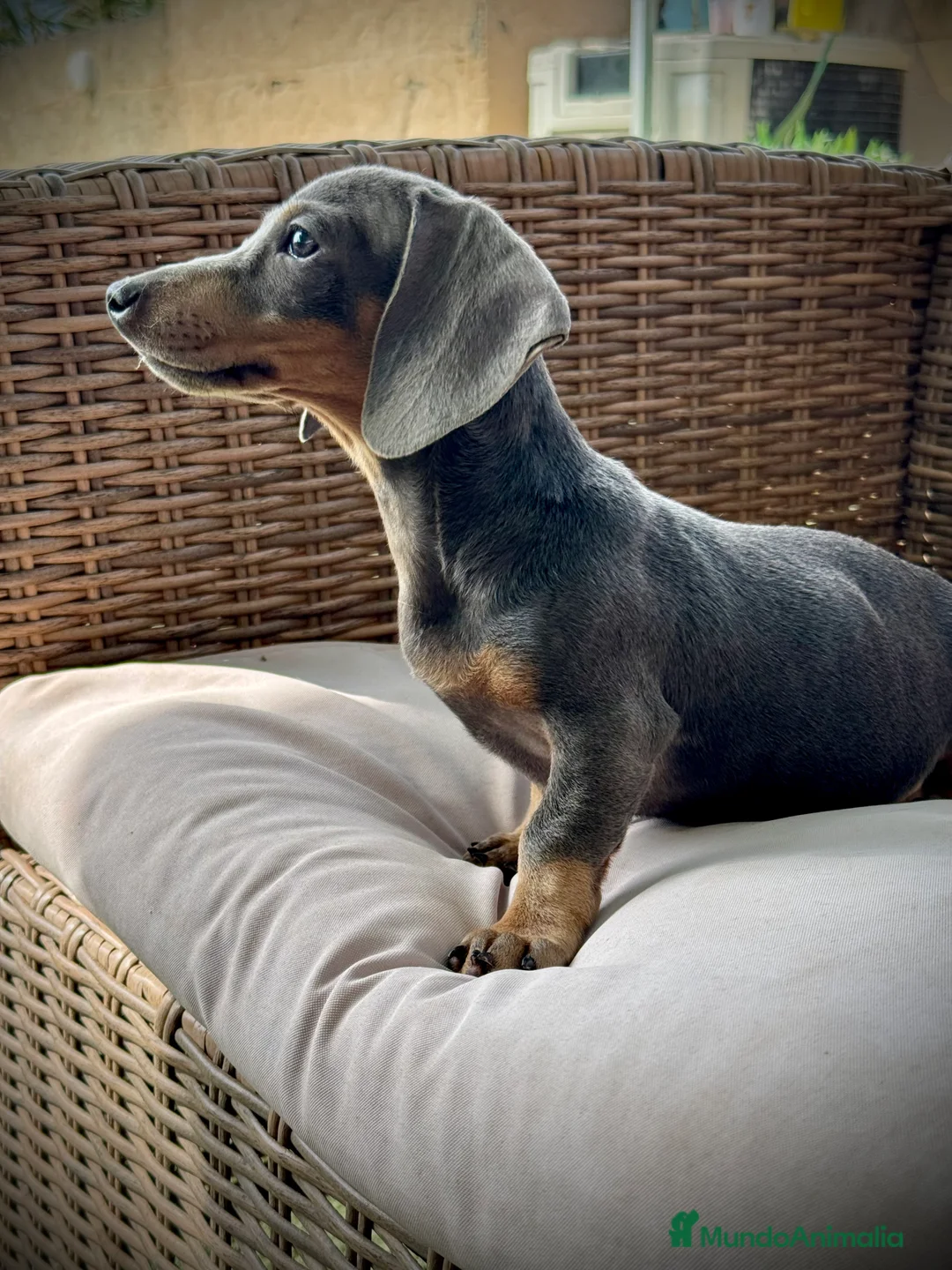 Teckel Miniatura perros en venta: Teckel miniatura  - Anuncio 2