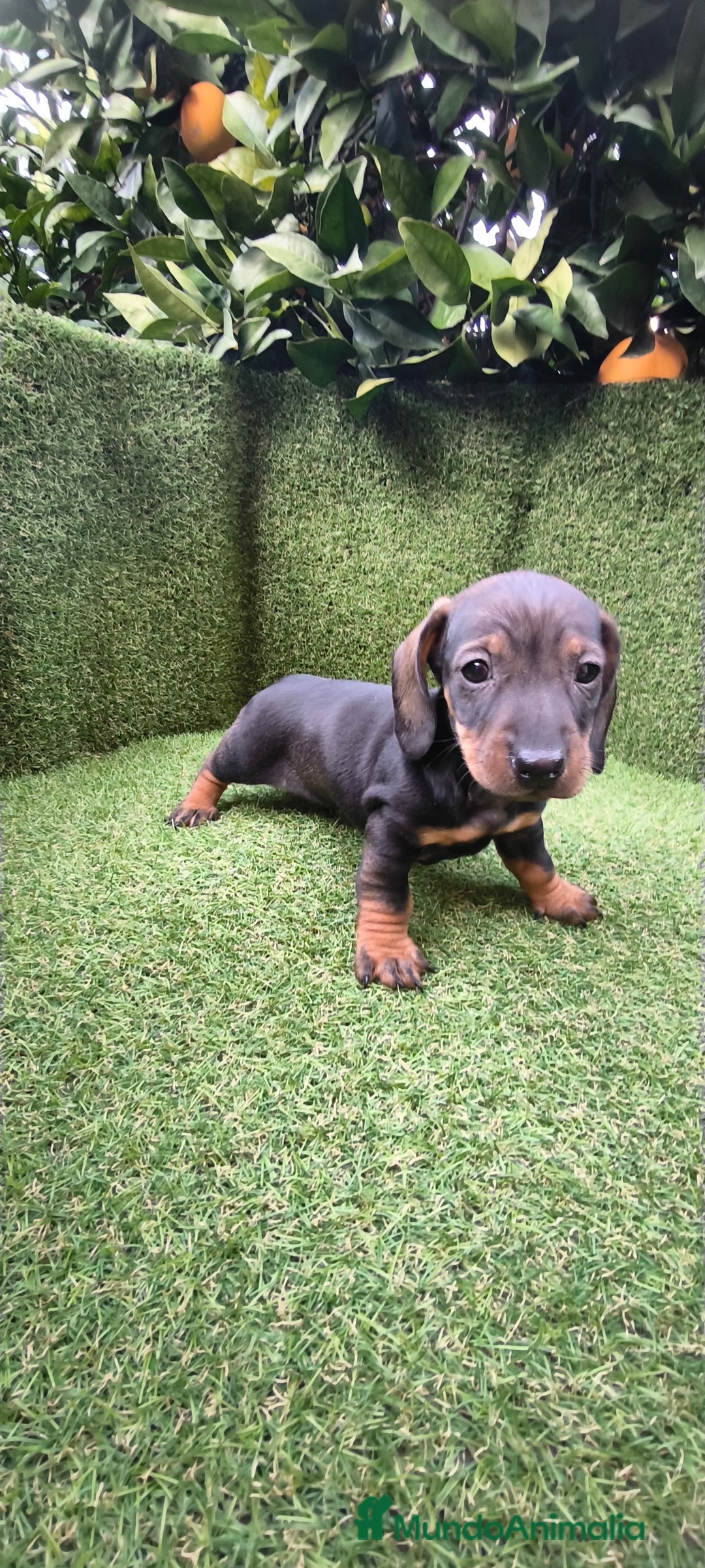 Teckel Miniatura perros en venta: camada teckel arlequín y todos los colores  - Anuncio 21