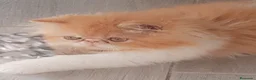 Persa gatos en venta: 💙 PRECIOSOS GATOS PERSAS 🧡 - Anuncio 7
