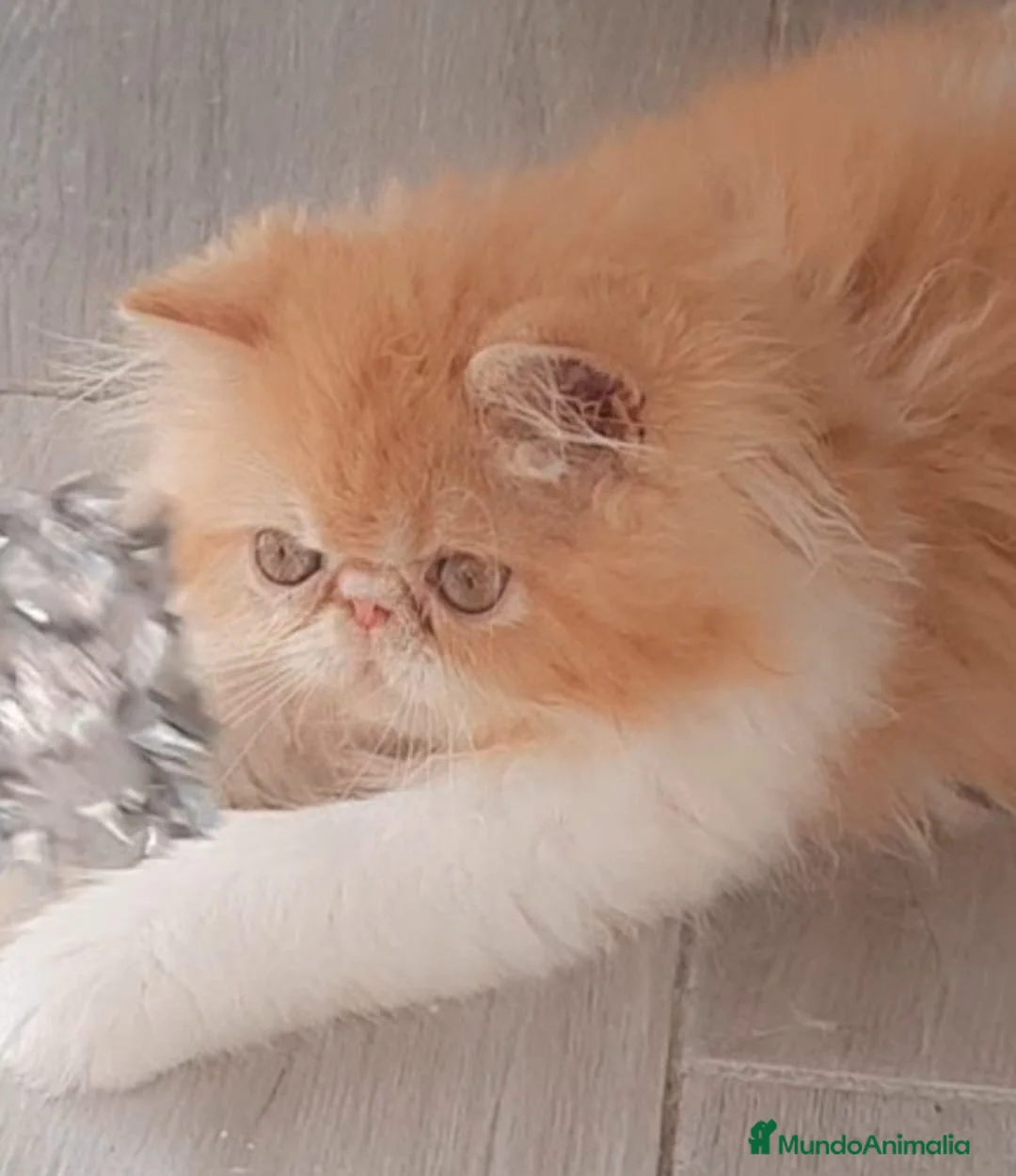 Persa gatos en venta: 💙 PRECIOSOS GATOS PERSAS 🧡 - Anuncio 7