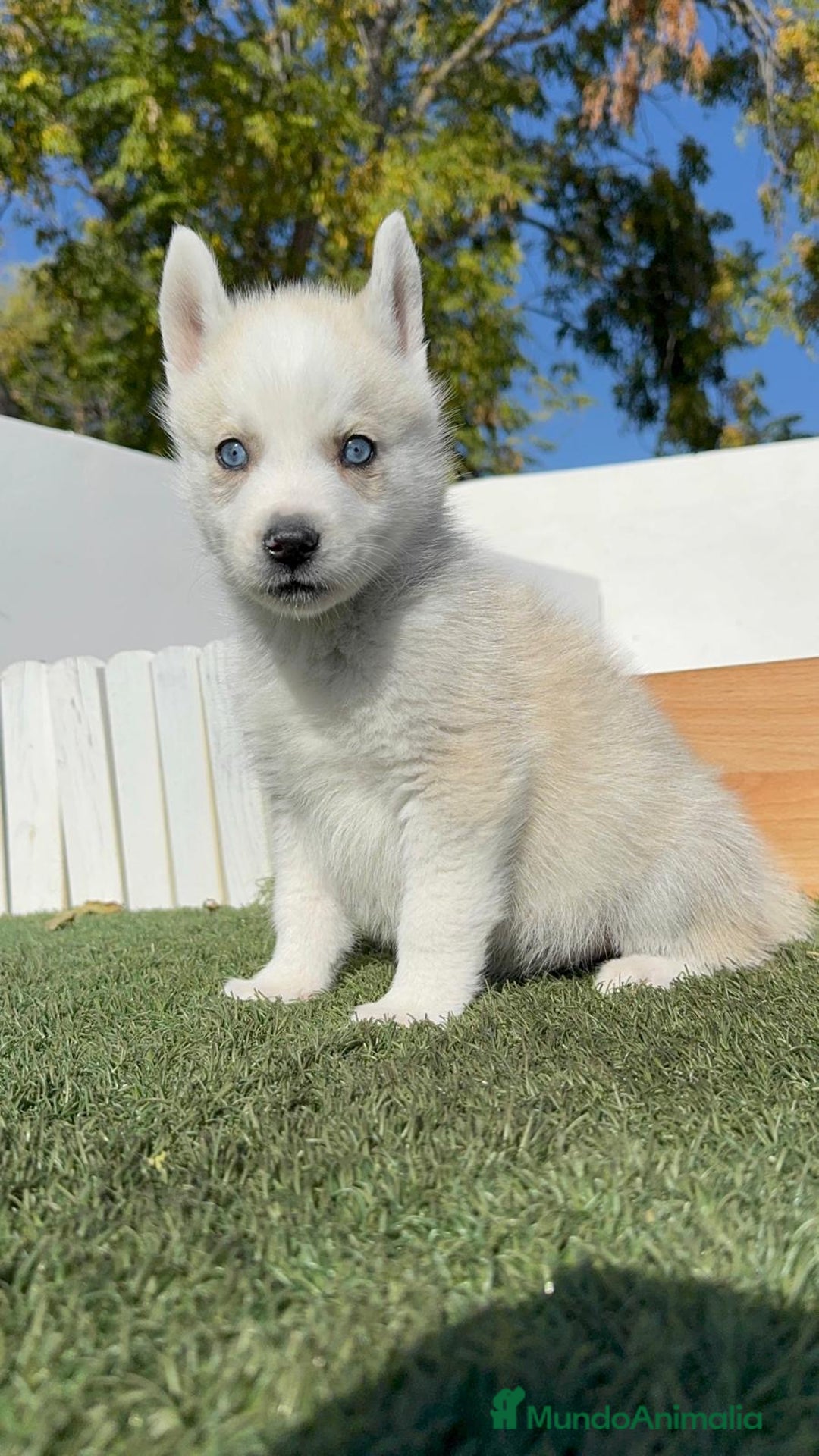 Husky Siberiano perros en venta: HUSKY SIBERIANO - Anuncio 5