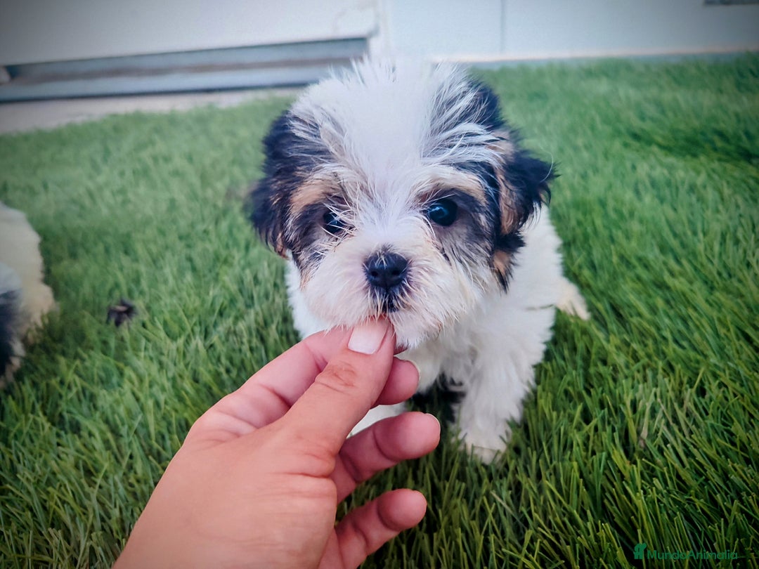 Raza Mixta perros en venta: Espectacular Cachorra malvi - Imagen 9