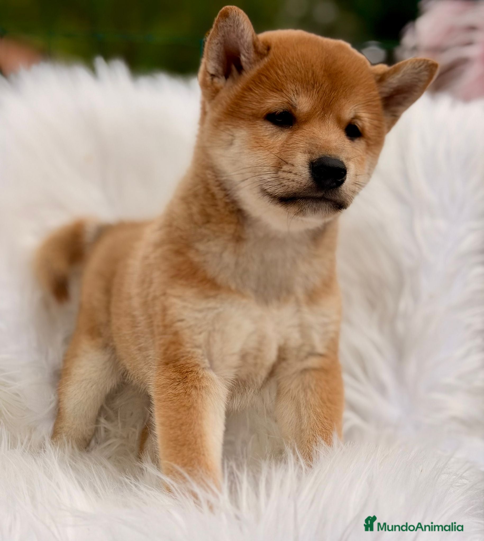Shiba Inu perros Shiba Inu  - Anuncio 1