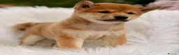 Shiba Inu perros en venta: Shiba Inu  - Anuncio 1