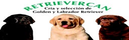 Labrador Retriever perros en venta: Cachorros de labrador chocolate top - Anuncio 2